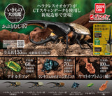Gachapon - Escarabajos Kabutomushi 07
