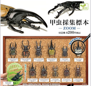 Gachapon - Insect Encyclopedia -Zoom- Collection