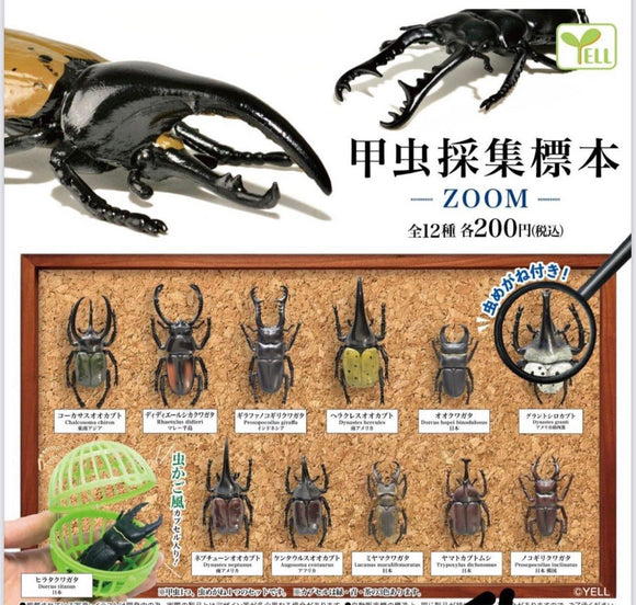 Gachapon - Insect Encyclopedia -Zoom- Collection